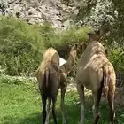 ناقه جنب لها 7شهور والثانيه 4شهور
