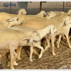 غنم حريات رخال جدعات