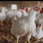 دجاج لاحم ابيض الموقع الواديين