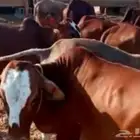 مطلوب بقر حسايل او قرايب او مولده العدد 10