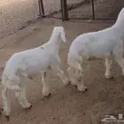 دواغير حريات اعمارها شهرين