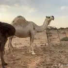 لقحه شقحاء طيبه