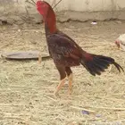 ديك باكستاني