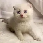 قطط