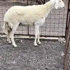 حرية صنف
