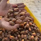 تمر اخلاص