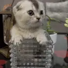 قطط كيتن سكوتش فولد