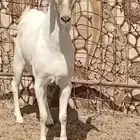 جنوب الطايف