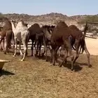5بكار و3قعدان حشوان ناااهيه