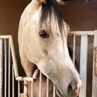 اسطبل ايواء خيل   عسف