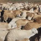 رفيدي مرابي فل الفل جودة وسعر