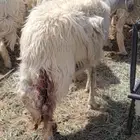 ضأنه جابت 2 وماتو سديس وفيها حليب للبيع الموقع شروره