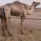 خلفه شكل وسلاله طيبه