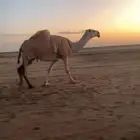 للبيع ضروبه طيبه