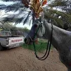 خيل