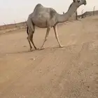 بكره شقحا كفو