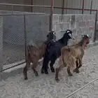 تيوس بريه للبيع