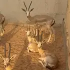 غزاالان