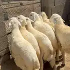 خرفان او طليان حريات سمان ونضاف 7( تم البيع)