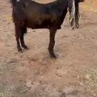 عنز مشروكه هولندي خصصم
