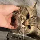 قط شيرازي للتبني