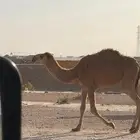 بكره شغله باتليه