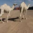 لقيه وضحاء رمانيه