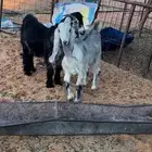 خرفان وتيس وجفره