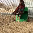 ديك باكستاني سندي شرط