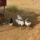 بط وز