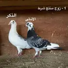 ازواج حمام زاجل سباق