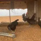 دجاج اندنوسي لمبرقيني بياضض شرط