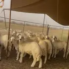 طليان ورخال حريه