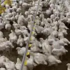 دجاج لاحم
