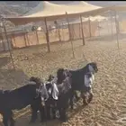 تيوس وجفار