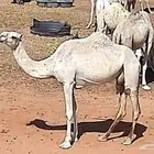 ناقه ضروبه وضح طفاح