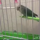 روز للبيع