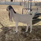 جفره مطورة خصم فرصه لأهل الزين
