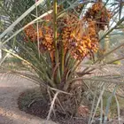 نخل فاخر للبيع نقايل جثايث خلاص صقعي سكري شيشي غىر سلج