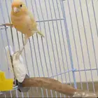 ذكر كناري طفره عيون حمر