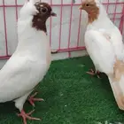 حمام زينه