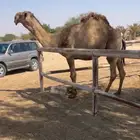 بعير اشعل كفو