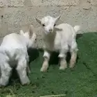 الماعز القزم