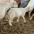 غنم رفيديات