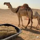 عشرا معه قعود