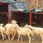 للبيع طليان ورخال
