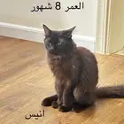 قط تبني - مكة