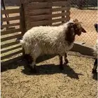 خروف جذع تميمه يتمم طلي نعيمي دعمي