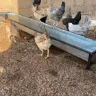 دجاج بلدي