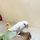 ذكر روز اليف